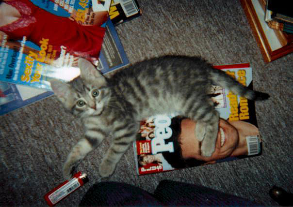 kittykat2.jpg