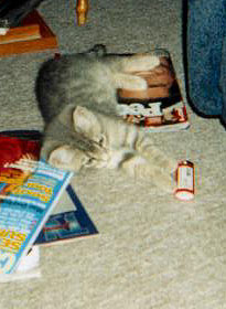 kittykat3.jpg